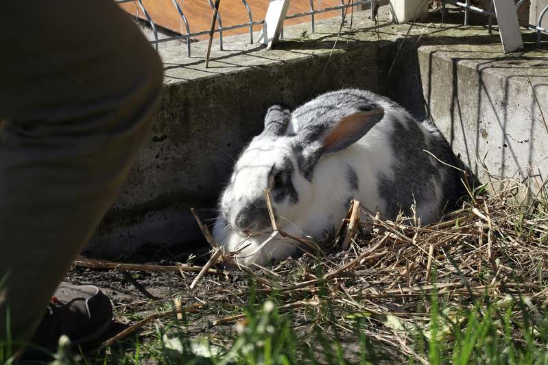 Side view of a gardener installing galvanized wire mesh fence around a backyard vegetable patch, wearing gloves and kneeling on mulch
